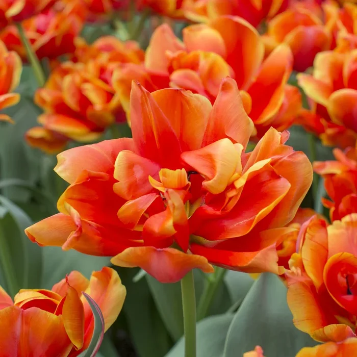 7 Doppelte Spätblühende Tulpen Queensday