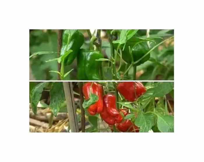 7 Korn Paprika Pillar Peppers F1 Sweet Red Garten Pflanzen – Samen F-S275