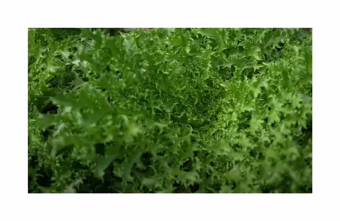 700 Korn Sommerendivien Eskariol Gelber Garten Pflanzen – Samen F-S342