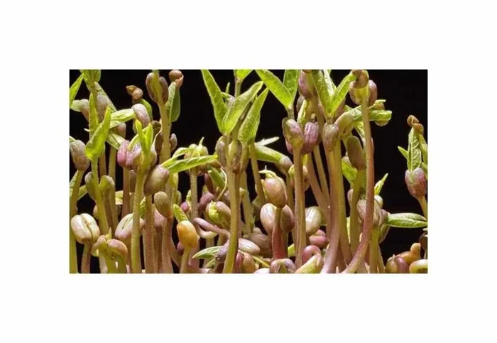75 g Keimsprossen (Bio) Lunja Garten Pflanzen – Samen F-S675