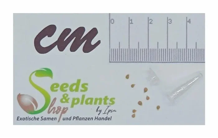 8 Korn Cherry-Tomaten (Bio) Sakura F1 Garten Pflanzen – Samen F-S669