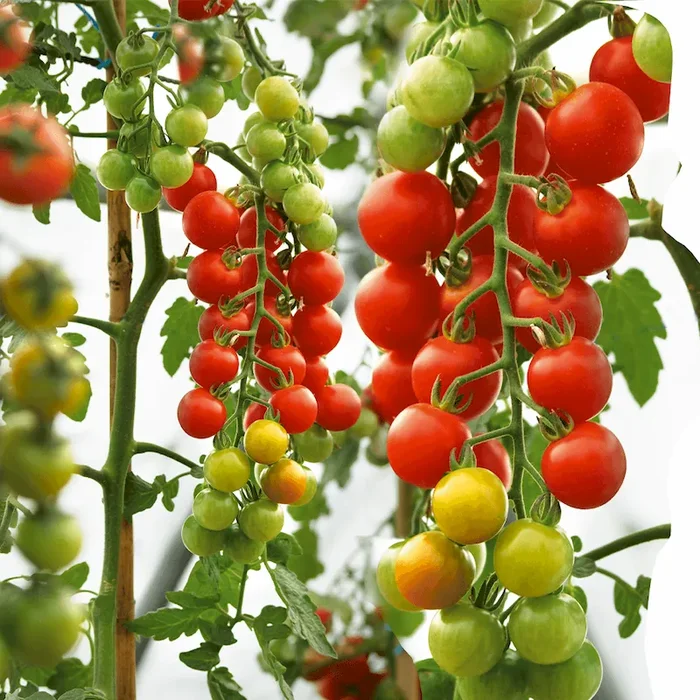 ‚CherryLady‘ F1 – die rote Cherry-Tomate Bestellnummer 6685090