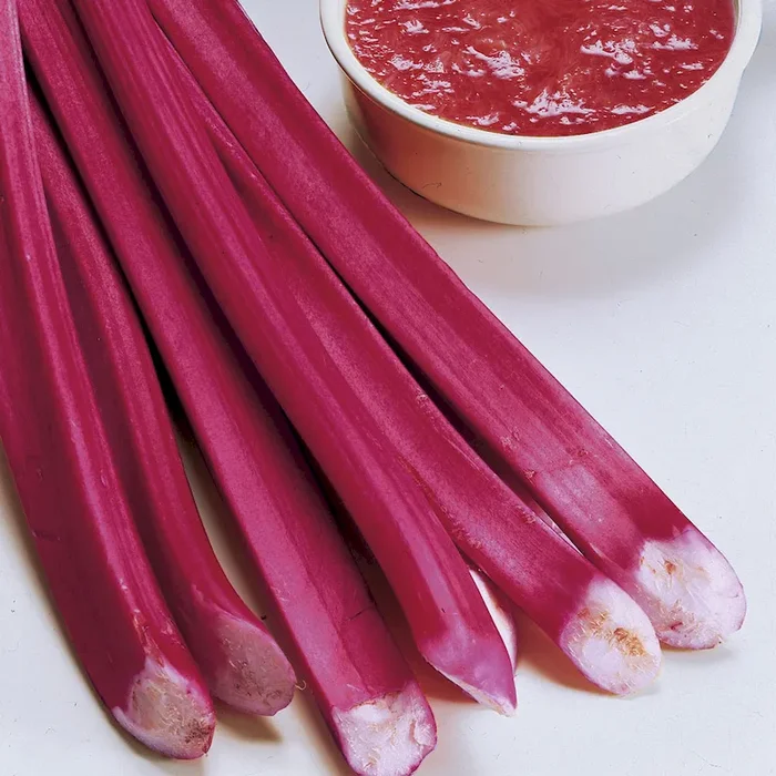 ‚Holsteiner Blut‘ – Rhabarber-Knollen Bestellnummer 6659813