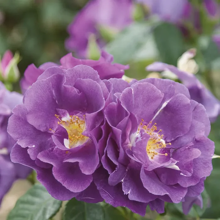 ‚Rhapsody in Blue™‘ – Strauchrose Bestellnummer 2216612