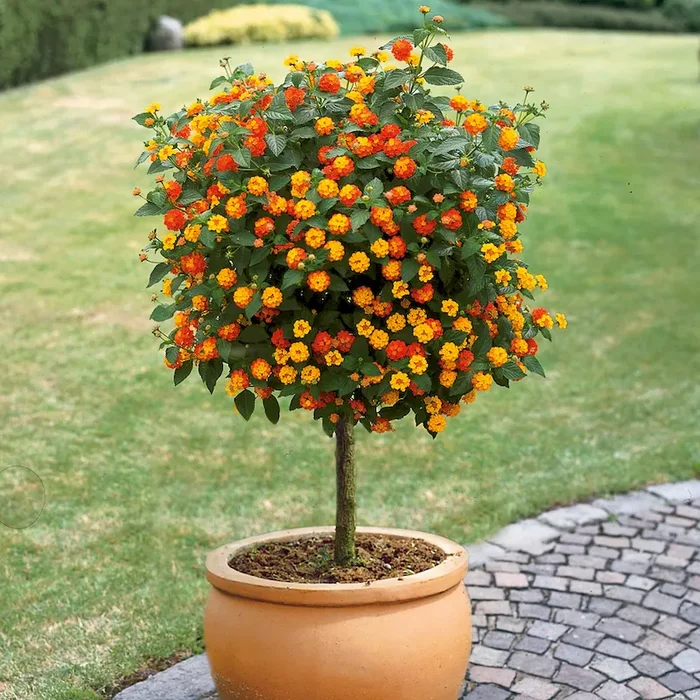 ‚Wandelröschen‘ Lantanen-Stämmchen Lantana-Camara-Hybride – Bestellnummer 6620141