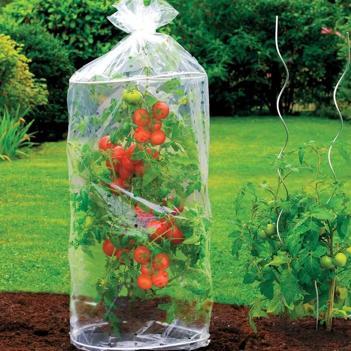 „Tomaten-Haube 2er2 Hüllen für Tomaten (x2)“