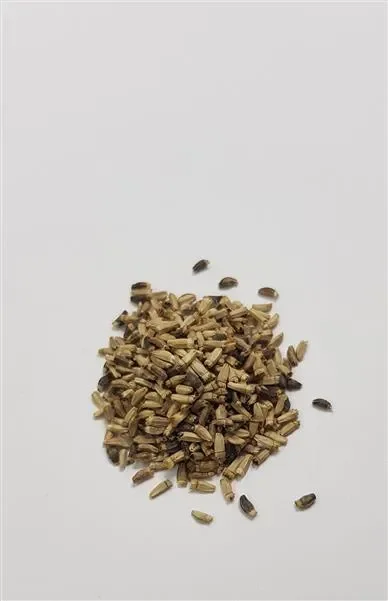825x Endivie Mikado RZ Nummer Fünf 2 Gemüse Pflanzen – Samen K439