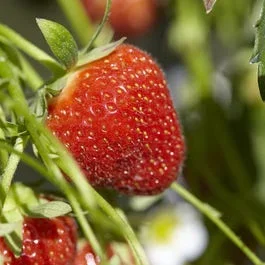 Aardbei (Fragaria ananassa ‘Ostara’)