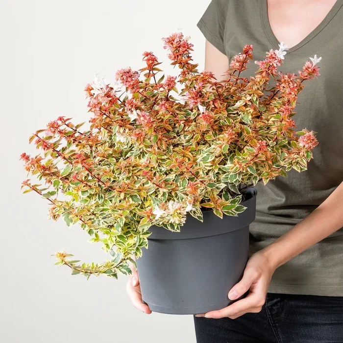 Abelie ‚Lady Peach‘ M