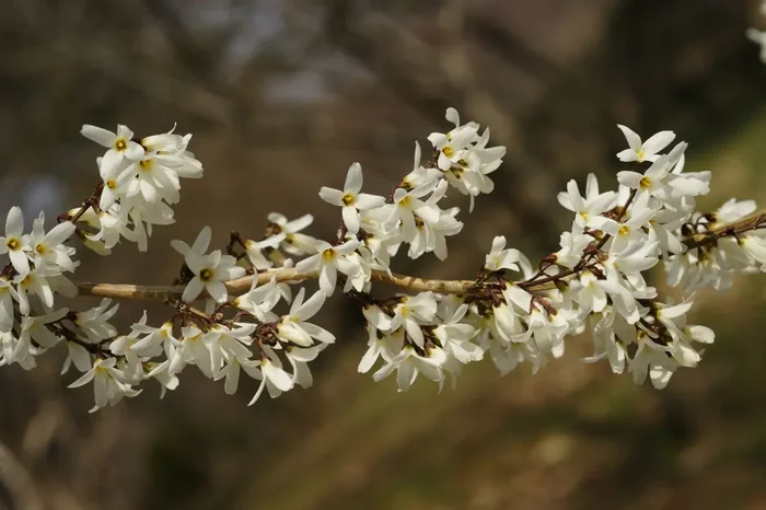 Abeliophyllum distichum (Schneeforsythie)