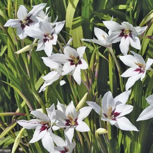 Abessinische Gladiole