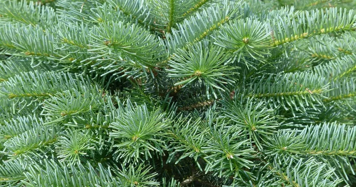 Abies koreana ‚Inga‘