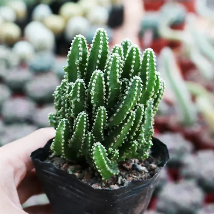 Acanthocereus Tetragonus – Fairy Castle Cactus