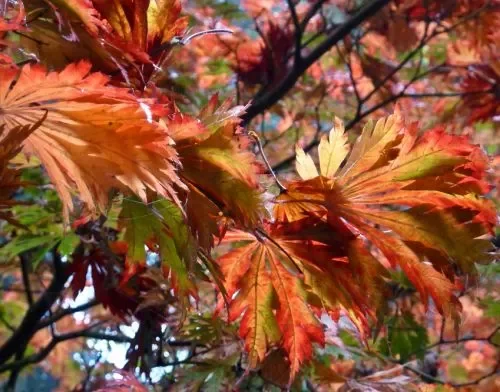 Acer japonicum aconitifolium