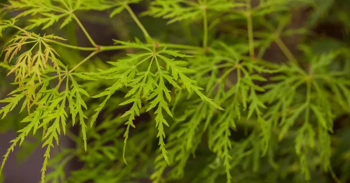 Acer palmatum ‚Dissectum‘