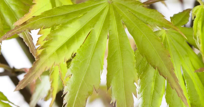 Acer palmatum ‚Katsura‘