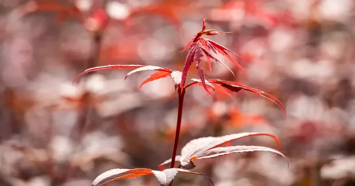 Acer palmatum ‚Skeeter’s Broom‘