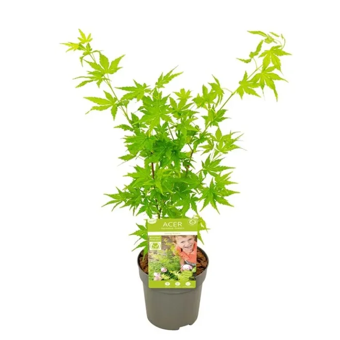 Acer palmatum Going Green – Japanischer Fächerahorn