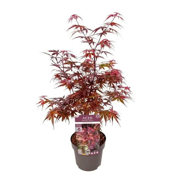Acer palmatum Skeeters Broom – Japanischer Fächerahorn