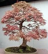 Acer saccharum