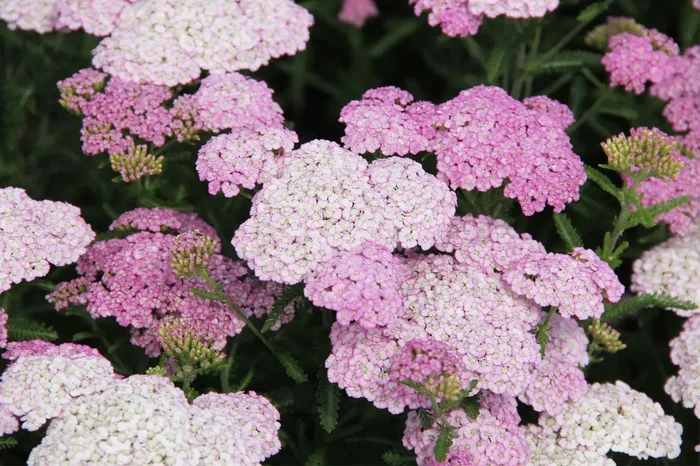 Achillea millefolium ‚Appleblossom‘ (Schafgarbe)