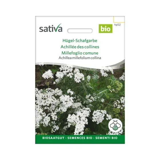 Achillea millefolium collina Hügel-Schafgarbe Biosamen hp02