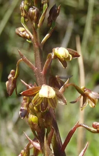 Acrolophia cochlearis