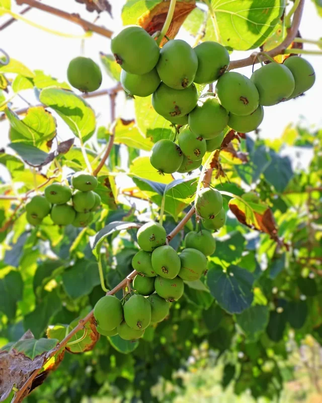 Actinidia arguta – Kiwibeere