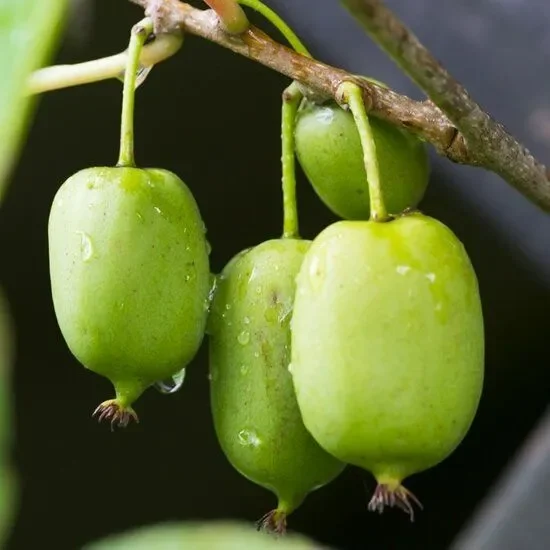 Actinidia arguta Issai – Selbstbestäubende Kiwi-Beere