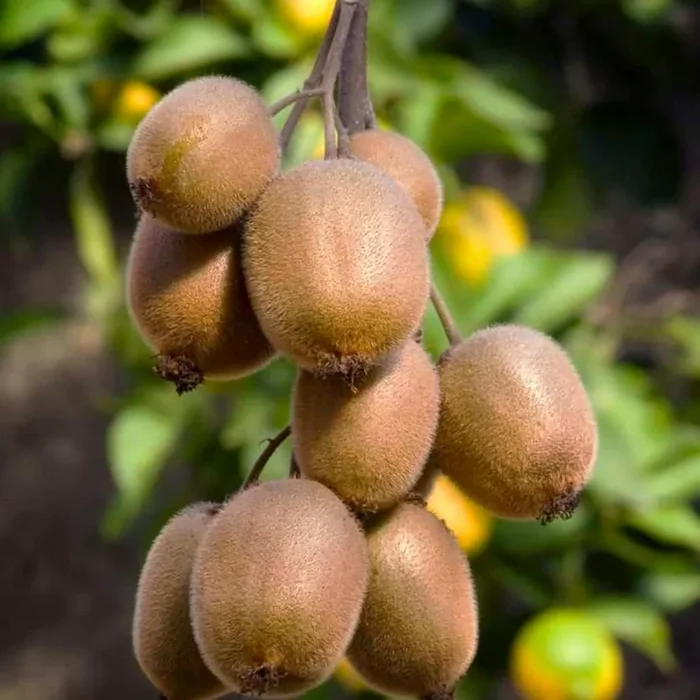 Actinidia deliciosa – Selbstbefruchtende Kiwipflanzen