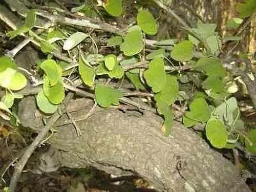 Adenia aloboensis
