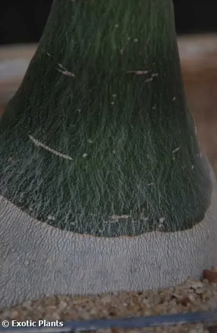 Adenia fruticosa