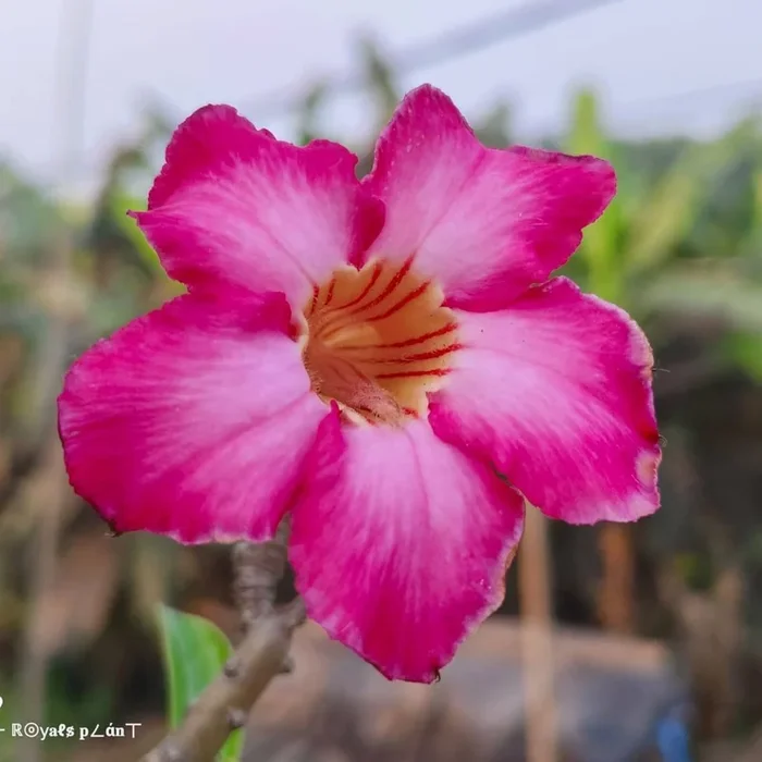 Adenium Grafted Flowers Plant – (5 Years Old Codex)
