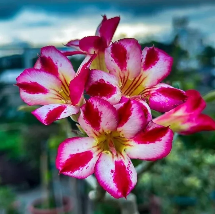 Adenium Grafted Flowers Plant – White & Red Shaded