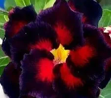 Adenium obesum Black Butterfly