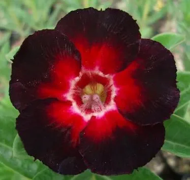 Adenium obesum Choktaveetrup