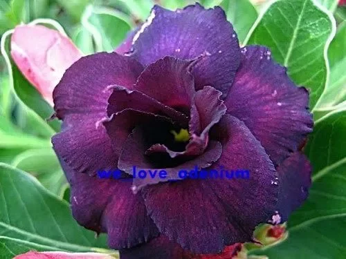 Adenium obesum Deep purple Doxzon