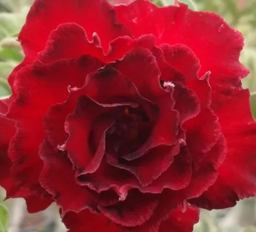 Adenium obesum Fire Stone