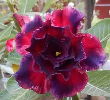 Adenium obesum Triple Anna