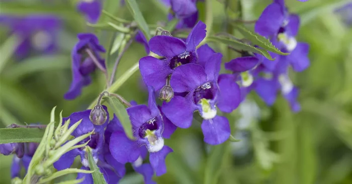 Adessa® ‚Purple‘