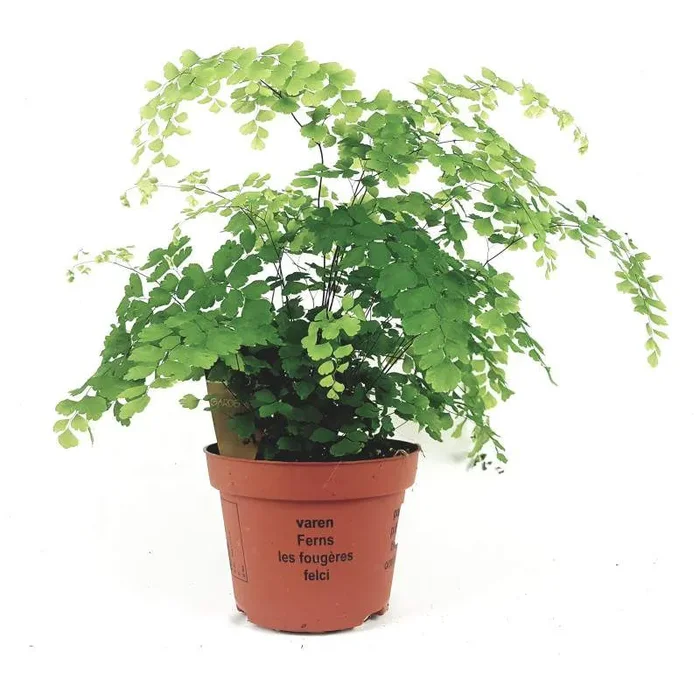 Adiantum Raddianum Maidenhair Farnvase 13cm
