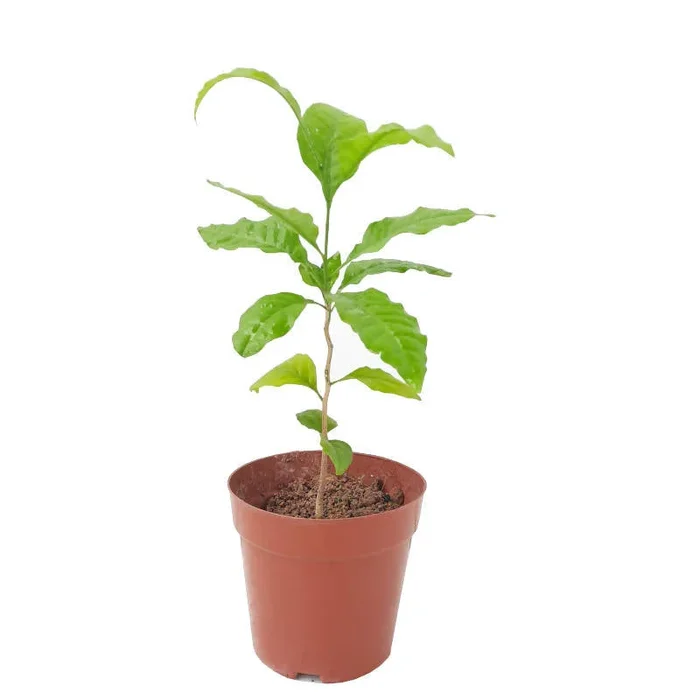Aegle marmelos, Rutaceae,Bael Leaf Plant (0.4m)