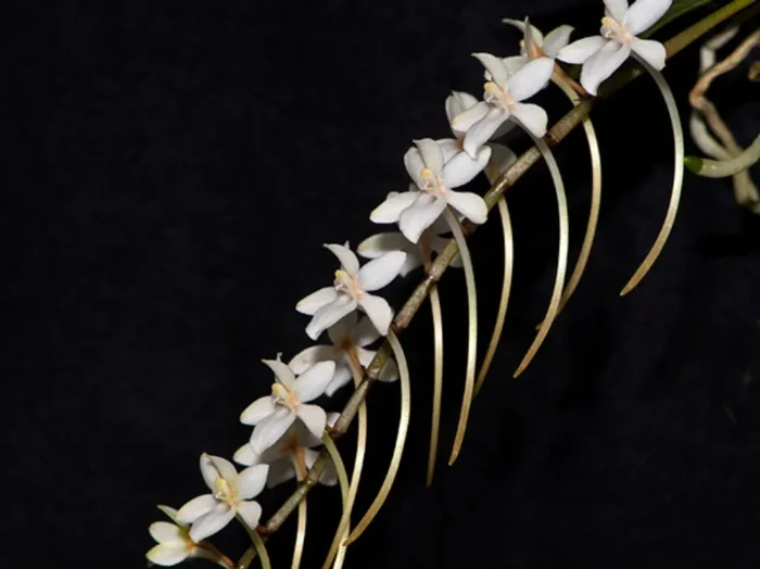 Aerangis mystacidii (5 cm Topf)