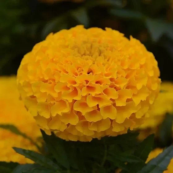 African Marigold Flower Plant – Orange