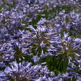 Afrikanische Lelie (Agapanthus africanus)