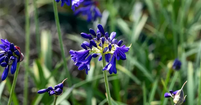 Agapanthus africanus ‚Flower of Love‘ ®