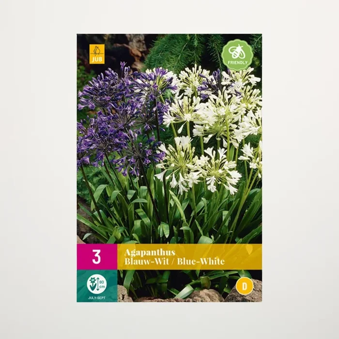 Agapanthus blau, weiß – 3 Zwiebeln