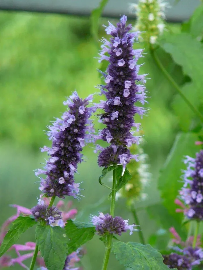 Agastache ‚Black Adder‘, Agastache Hybrida ‚Black Adder‘