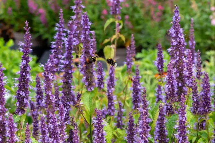 Agastache ‚Little Adder‘ (Duftnessel)