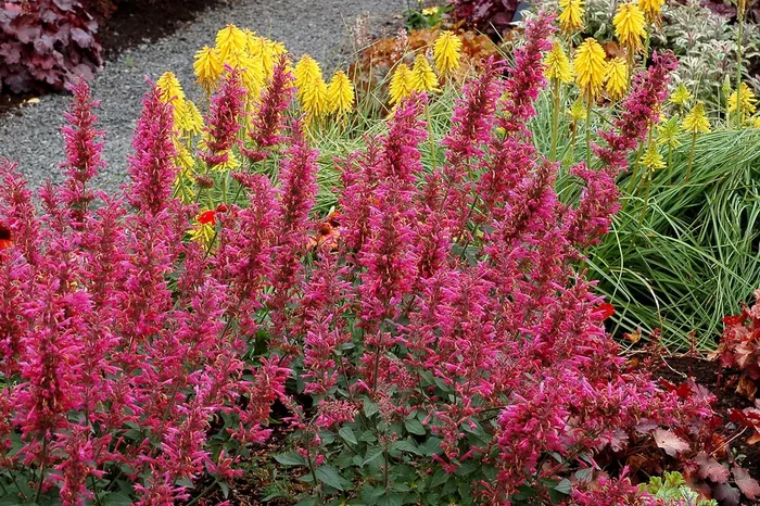 Agastache ‚Morello‘ (Duftnessel)